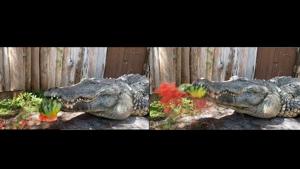Chester the alligator smashing the watermelon.(Instagram/@gatorland_orlando) Chester the alligator smashing the watermelon.(Instagram/@gatorland_orlando)