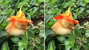 The clip may be short, but it has cuteness in abundance.(Instagram/@motherthemountain) The clip may be short, but it has cuteness in abundance.(Instagram/@motherthemountain)