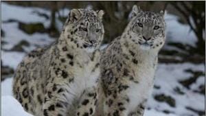 The image shows snow leopards.(ANI) The image shows snow leopards.(ANI)