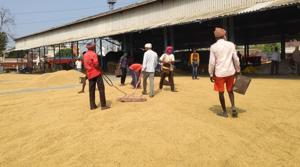 Labourers at a grain market in Kurukshetra. Procurement operations in Haryana’s mandis resumed on Tuesday.(Sourced) Labourers at a grain market in Kurukshetra. Procurement operations in Haryana’s mandis resumed on Tuesday.(Sourced)