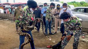 Wildlife officials rescue a python which held up the traffic while trying to cross the Sion - Panvel highway, in Mumbai.(PTI) Wildlife officials rescue a python which held up the traffic while trying to cross the Sion - Panvel highway, in Mumbai.(PTI)