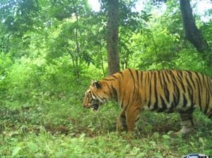 T2C1 caught in camera traps(Photo: Maharashtra forest department) T2C1 caught in camera traps(Photo: Maharashtra forest department)