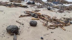 The soft and sticky tar balls are a huge deterrent to tourists visiting the beach and threaten the footfalls at beachside businesses. (File Photo) The soft and sticky tar balls are a huge deterrent to tourists visiting the beach and threaten the footfalls at beachside businesses. (File Photo)