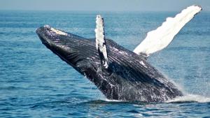 Mass whale strandings have occurred throughout recorded modern history, and likely earlier.(Unsplash)