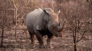 The image shows a rhinoceros. (representational image)(ANI) The image shows a rhinoceros. (representational image)(ANI)