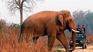 Several elephants have died due to electrocution.(HT FILE PHOTO) Several elephants have died due to electrocution.(HT FILE PHOTO)