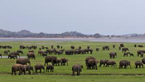 The livestreaming will initially cover four national parks to showcase the South Asian country’s exotic wildlife, including leopards, bears, elephants, crocodiles and birds, among other animals.(AP) The livestreaming will initially cover four national parks to showcase the South Asian country’s exotic wildlife, including leopards, bears, elephants, crocodiles and birds, among other animals.(AP)