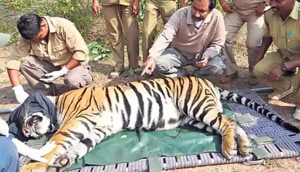 The tigress is suspected to have been killed in a territorial fight.(Representative Photo) The tigress is suspected to have been killed in a territorial fight.(Representative Photo)