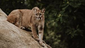 The latest sightings mark a trend as cougars descend from the desolate flanks of the high Andes down into the metropolis of 6 million residents.(Representational Image) The latest sightings mark a trend as cougars descend from the desolate flanks of the high Andes down into the metropolis of 6 million residents.(Representational Image)