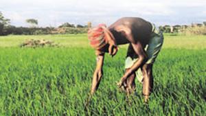 Farmers do not have anything to worry about due to the reforms in the farm sector since the Centre has committed to continue the minimum support price (File photo)(AFP) Farmers do not have anything to worry about due to the reforms in the farm sector since the Centre has committed to continue the minimum support price (File photo)(AFP)