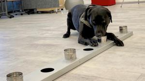 Sniffer dog Miina, being trained to detect the coronavirus from the arriving passengers' samples, works in Helsinki Airport in Vantaa, Finland.(REUTERS) Sniffer dog Miina, being trained to detect the coronavirus from the arriving passengers' samples, works in Helsinki Airport in Vantaa, Finland.(REUTERS)