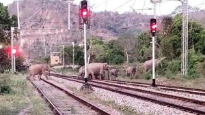 The idea of putting up barriers to restrict or divert movement of elephant herd is, however, not new to West Bengal. Local community has also been involved in the past to put up and maintain fences in the villages. (HT File photo) The idea of putting up barriers to restrict or divert movement of elephant herd is, however, not new to West Bengal. Local community has also been involved in the past to put up and maintain fences in the villages. (HT File photo)