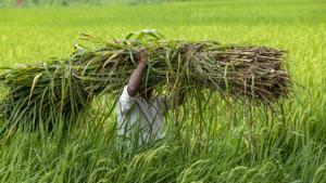 Farmers across the country are protesting against three new farm bills which they say are against the interest of farmers.(Representational Photo/AP) Farmers across the country are protesting against three new farm bills which they say are against the interest of farmers.(Representational Photo/AP)