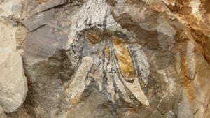 A view of fossil remains of one of the largest and most fearsome marine predators of the Jurassic period found by scientists in the middle of the Atacama desert, Calama, Chile.(Via REUTERS) A view of fossil remains of one of the largest and most fearsome marine predators of the Jurassic period found by scientists in the middle of the Atacama desert, Calama, Chile.(Via REUTERS)