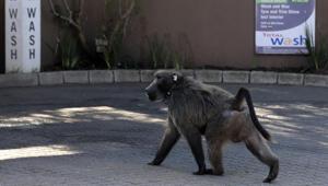 A baboon, named Kataza by locals, walks in Tokai, Cape Town, South Africa.(AP) A baboon, named Kataza by locals, walks in Tokai, Cape Town, South Africa.(AP)