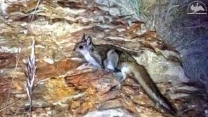 A Kashmir Gliding squirrel on Shimla-Narkanda road.(PHOTO: RAJIVE DAS) A Kashmir Gliding squirrel on Shimla-Narkanda road.(PHOTO: RAJIVE DAS)