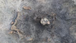 This photo shows the scull and remains of a dog thought to be over 8,400 years old, found in a southern Sweden burial site.(AP) This photo shows the scull and remains of a dog thought to be over 8,400 years old, found in a southern Sweden burial site.(AP)