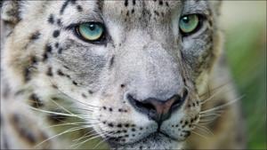 Uttarakhand gears up for a snow leopard park to attract more tourists(Twitter/AnikaChowdhary) Uttarakhand gears up for a snow leopard park to attract more tourists(Twitter/AnikaChowdhary)