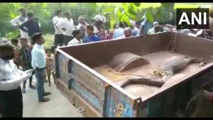 The python being taken away.(Twitter/@ANI) The python being taken away.(Twitter/@ANI)