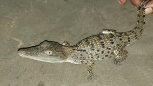 The first two hatchlings were released back into the wild and the third one is being sent to Alipore Zoo in Kolkata. The first two hatchlings were released back into the wild and the third one is being sent to Alipore Zoo in Kolkata.