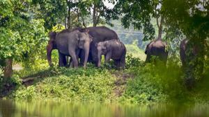 The rising human-elephant conflicts and loss of habitats and corridors are key issues discussed with states for the action plan. Officials said they want coordinated efforts to reduce human-animal conflict through mitigation works in elephant corridors.(Representational Photo/PTI File) The rising human-elephant conflicts and loss of habitats and corridors are key issues discussed with states for the action plan. Officials said they want coordinated efforts to reduce human-animal conflict through mitigation works in elephant corridors.(Representational Photo/PTI File)