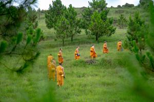 Thailand aims to increase its forest cover to about 40% of total land area from just over a third now. (Representational Image)(Unsplash) Thailand aims to increase its forest cover to about 40% of total land area from just over a third now. (Representational Image)(Unsplash)