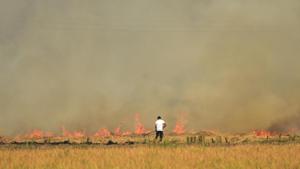 Despite a ban on stubble burning in Punjab and Haryana, farmers continue to defy it as there is a short window between harvesting of paddy and sowing of wheat.(Sameer Sehgal/HT Photo) Despite a ban on stubble burning in Punjab and Haryana, farmers continue to defy it as there is a short window between harvesting of paddy and sowing of wheat.(Sameer Sehgal/HT Photo)