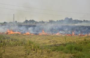 Smoke billows out of a field as a farmer burns paddy stubble near Jandiala Guru in Amritsar on September 28.((Sameer Sehgal/HT)) Smoke billows out of a field as a farmer burns paddy stubble near Jandiala Guru in Amritsar on September 28.((Sameer Sehgal/HT))