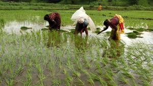 Both the Congress and NCP are opposed to implementing the laws in the state, terming them as “anti farmer”.(HT Archive) Both the Congress and NCP are opposed to implementing the laws in the state, terming them as “anti farmer”.(HT Archive)