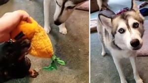 Both dogs want the same pineapple toy.(Reddit/muayadelshafei) Both dogs want the same pineapple toy.(Reddit/muayadelshafei)