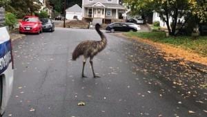 The image shows the emu in question.(Facebook/@HaverhillPolice) The image shows the emu in question.(Facebook/@HaverhillPolice)