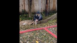 The image shows Fuzzy rescuing the deer.(fInstagram/@uzzyfawnwildlife) The image shows Fuzzy rescuing the deer.(fInstagram/@uzzyfawnwildlife)