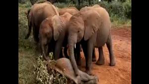 The image shows Larro the elephant (centre) taking care of the orphan calf.(Twitter/@SheldrickTrust) The image shows Larro the elephant (centre) taking care of the orphan calf.(Twitter/@SheldrickTrust)