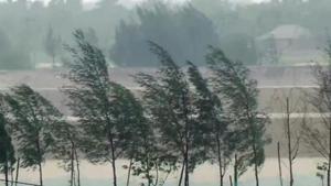 Heavy rain and strong wind continue to lash Chandipur, as the widespread effect of Cyclone Amphan.(ANI) Heavy rain and strong wind continue to lash Chandipur, as the widespread effect of Cyclone Amphan.(ANI)