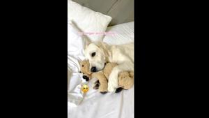 Lady the Golden Retriever doesn’t seem to be a fan of Mondays.(Instagram/@ladyandtheblues) Lady the Golden Retriever doesn’t seem to be a fan of Mondays.(Instagram/@ladyandtheblues)