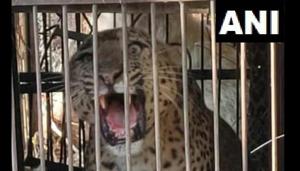 The image shows the leopard.(ANI) The image shows the leopard.(ANI)