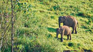 India is home to about 30,000 elephants.(Shutterstock) India is home to about 30,000 elephants.(Shutterstock)