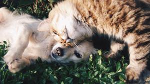 This post about communicating with ones pets has collected nearly 73,000 upvotes and lots of comments.(Unsplash) This post about communicating with ones pets has collected nearly 73,000 upvotes and lots of comments.(Unsplash)