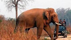 in Odisha, elephants claimed 447 human lives, followed by Jharkhand (391), and Chhattisgarh (329) during the corresponding period.(Representational Image) in Odisha, elephants claimed 447 human lives, followed by Jharkhand (391), and Chhattisgarh (329) during the corresponding period.(Representational Image)