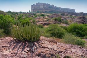 Cactus and forts in Rajasthan: The cactus features in Annie Zaidi's earliest memories.(Shutterstock) Cactus and forts in Rajasthan: The cactus features in Annie Zaidi's earliest memories.(Shutterstock)