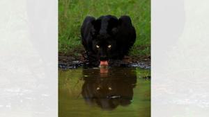 The image shows a black panther drinking water.(Mithun Hunugund) The image shows a black panther drinking water.(Mithun Hunugund)