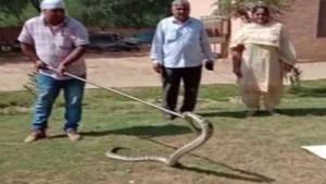 The image shows the python.(ANI) The image shows the python.(ANI)