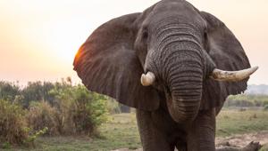 Efforts are made by Delhi zoo for better upkeep on these animals (representational image).(Unsplash) Efforts are made by Delhi zoo for better upkeep on these animals (representational image).(Unsplash)