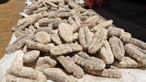 The Lakshadweep forest department on Monday seized a consignment of 22 large sea cucumbers worth around Rs 20 lakh from an abandoned building.(Sourced) The Lakshadweep forest department on Monday seized a consignment of 22 large sea cucumbers worth around Rs 20 lakh from an abandoned building.(Sourced)