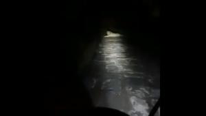 The image show a lion sitting in the middle of a path.(Twitter/@forestwala) The image show a lion sitting in the middle of a path.(Twitter/@forestwala)