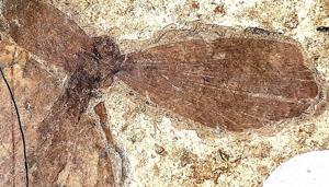 The dragonfly is around 3cm long and has a wingspan of around 2.5cm. This is, however, much smaller than the fossils of giant dragonflies, which have been found elsewhere in the world.(Sourced) The dragonfly is around 3cm long and has a wingspan of around 2.5cm. This is, however, much smaller than the fossils of giant dragonflies, which have been found elsewhere in the world.(Sourced)