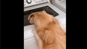 Daisy rescuing her ‘fren’.(Instagram/@lifeofdaisythegolden) Daisy rescuing her ‘fren’.(Instagram/@lifeofdaisythegolden)