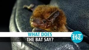 <p>Rohit Chakravarty is a chiropterologist or a bat researcher. He's been researching the ultrasonic calls of bats in the Western Himalayas since 2016, and has created an audio library of the echolocation calls of 32 species that are found there. Now, he's rendering these ultrasonic calls down to our hearing range and publishing them on Instagram (@paintedbat). From bird like chirps to struggling motorbikes, the resulting sounds are rather surprising.</p>