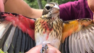 This grosbeak observed at Powdermill Nature Reserve was split right down the middle - pink on the right side, yellow on the left.(Twitter user) This grosbeak observed at Powdermill Nature Reserve was split right down the middle - pink on the right side, yellow on the left.(Twitter user)