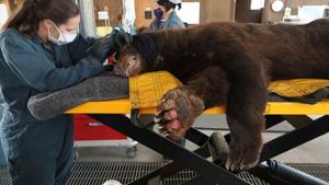 California Department of Fish and Wildlife (CDFW) staff evaluates a bear, as it is treated for burns suffered from the Bear Fire in Butte County, at the Wildlife Investigations Lab, California, U.S.(via REUTERS) California Department of Fish and Wildlife (CDFW) staff evaluates a bear, as it is treated for burns suffered from the Bear Fire in Butte County, at the Wildlife Investigations Lab, California, U.S.(via REUTERS)